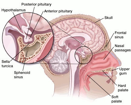 pituitary gland diagram.jpg (52 KB)