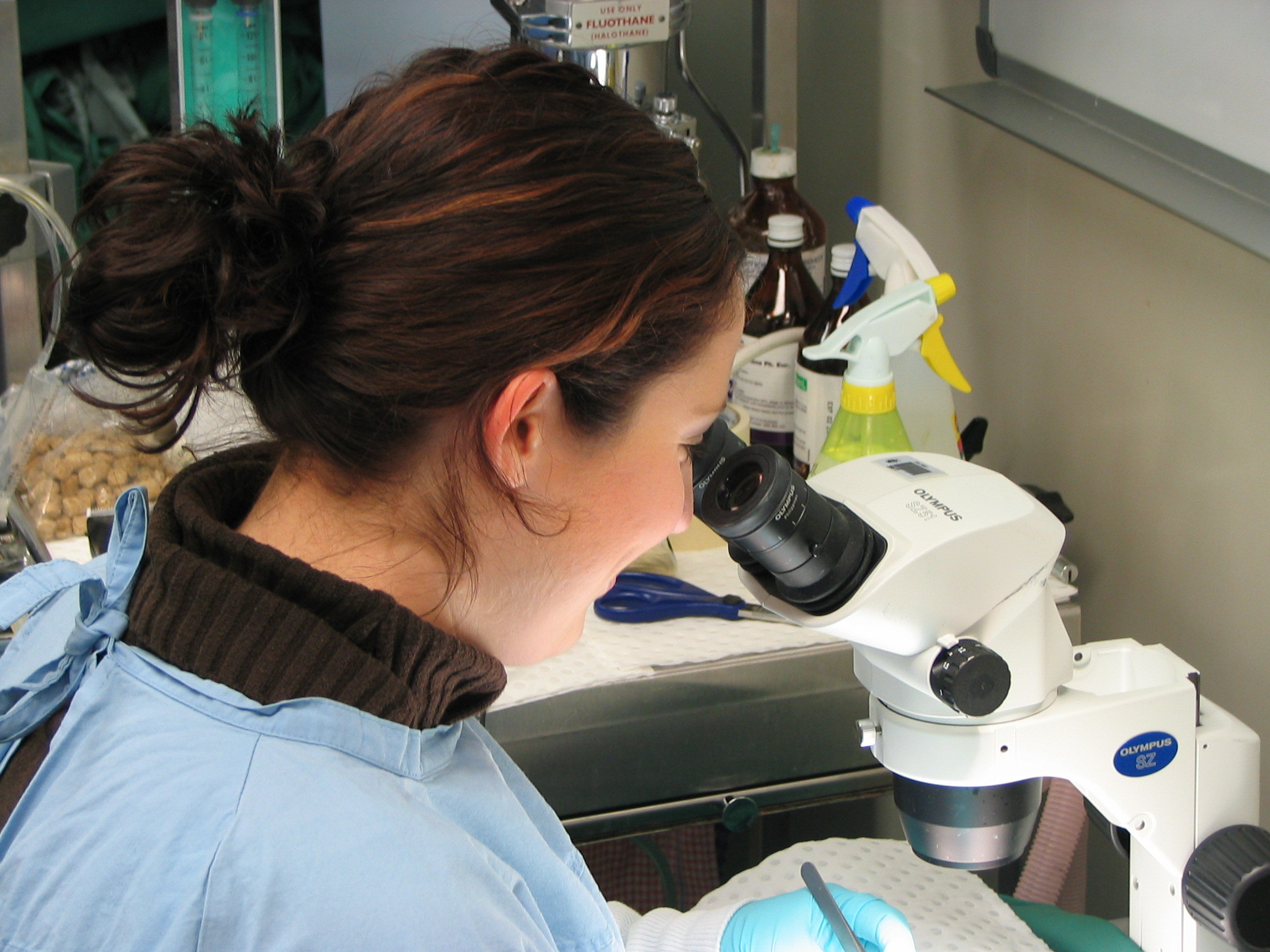 Renee microscope.JPG (692 KB)