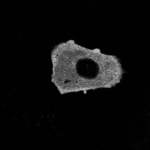  FRET using the Cerulean-5aa-Venus construct and measuring FLIM to measure the interaction between them the cerulean and the venus fluorophores..png (124 KB)
